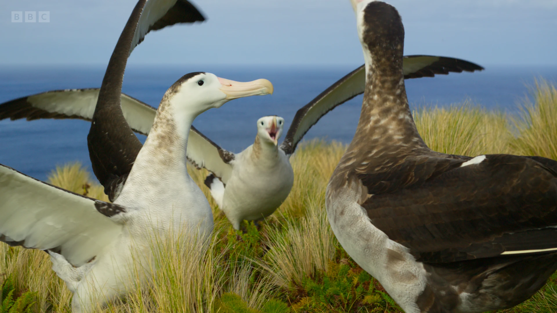 Antipodean albatross (Diomedea antipodensis) as shown in Frozen Planet II - Frozen South